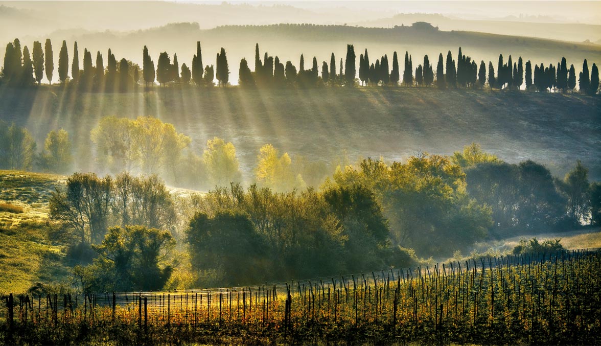 Italian Beautiful Land For Wine